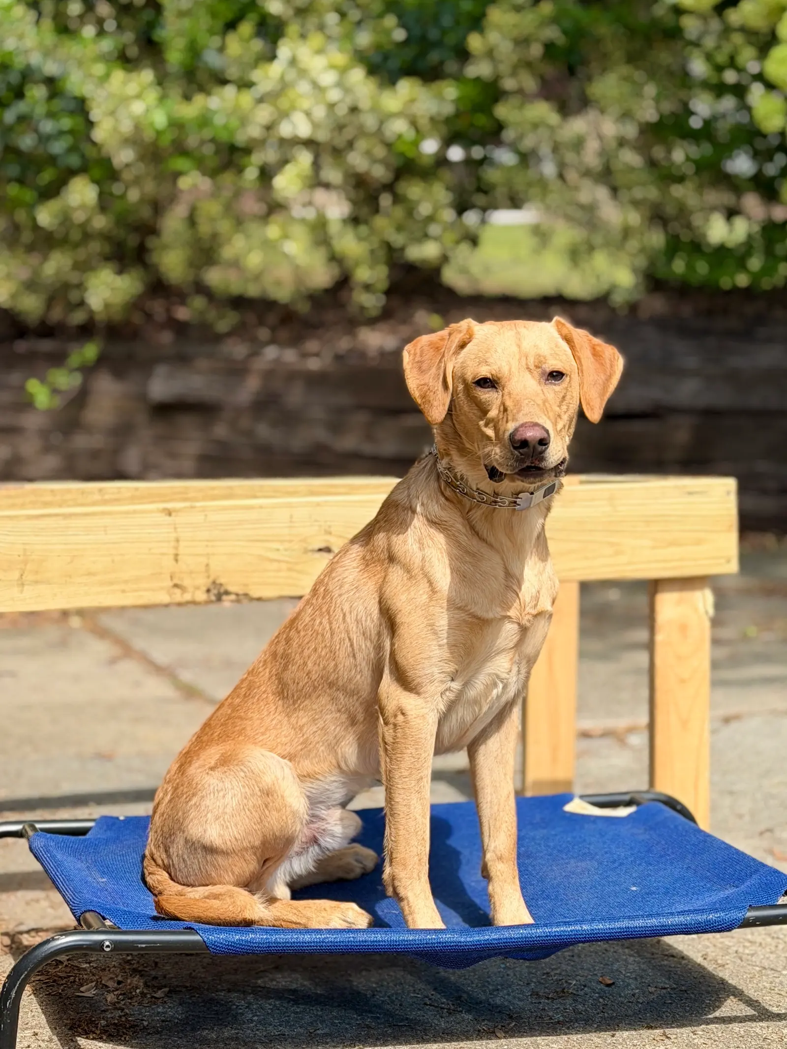 Competitive dog sports training at Georgia Doggy Dojo 7